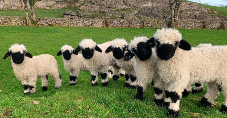row of six valais blacknose sheep standing outside on green pasture.