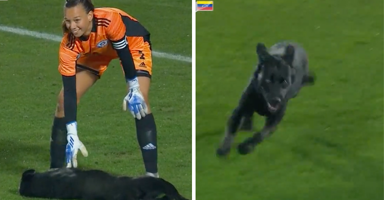 two-photo collage. on the left there is a picture of chile's goalkeeper giving the dog some belly rubs. on the right there is a picture of the black dog running through the soccer field.