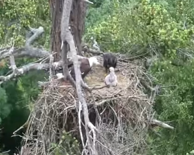 a mama eagle, baby eaglet, and a baby hawk in a nest together.