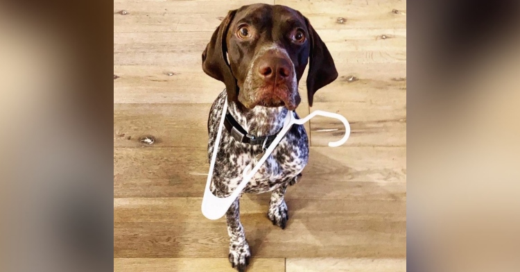 fin the dog looking up as he holds a white, plastic hanger in his mouth.