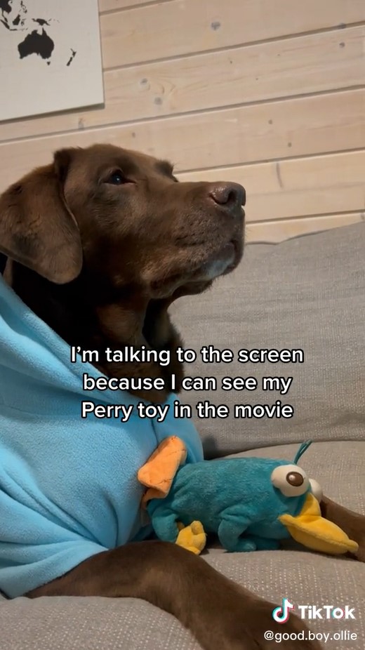 Ollie dressed in a Perry the Platypus outfit with a Perry the Platypus toy
