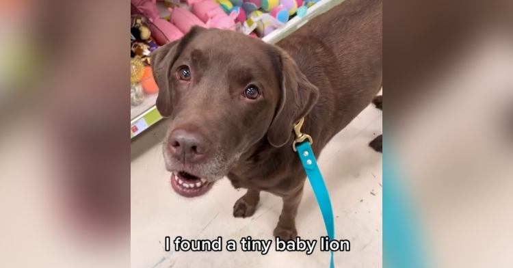 good boy ollie looking up with puppy eyes as he sits on the floor in a store. the image is captioned "I found a tiny baby lion."