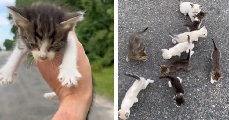 a two-photo collage. the first is a closeup of someone holding a kitten. the second is of several kittens running around on a road.