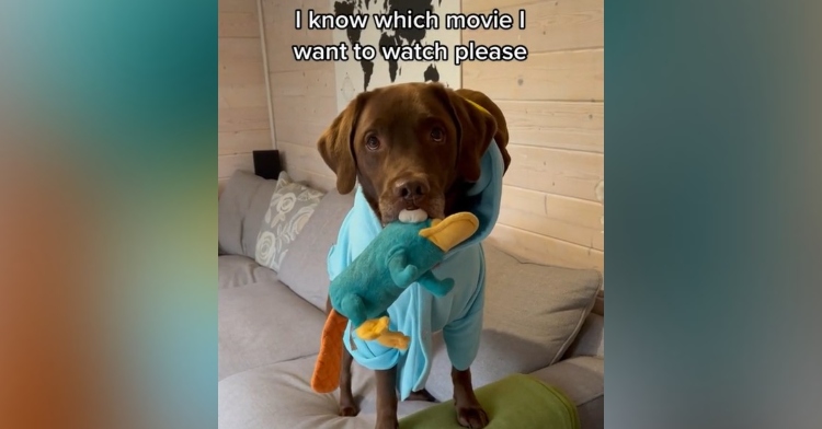 good boy ollie looking up as he stands on a couch. he’s wearing a perry the platypus costume while holding a perry the platypus stuffed animal in his mouth. at the top of the image it reads “I know which movie I want to watch please.”