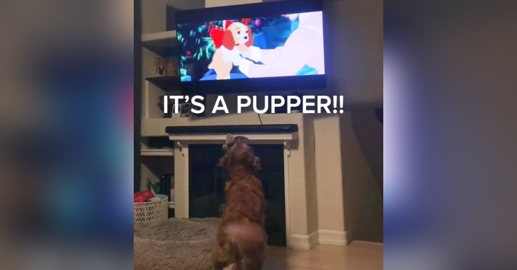 phoebe the golden retriever looking up at a tv playing “lady and the tramp.” the image is edited to read “it’s a pupper!!”