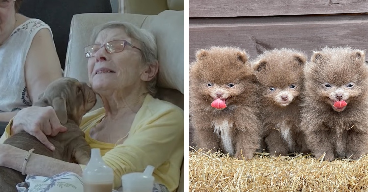a two-photo collage. the first is of an elderly woman closing her eyes as she holds a puppy in her arms. the second is of three pomeranians sitting in a row on straw.