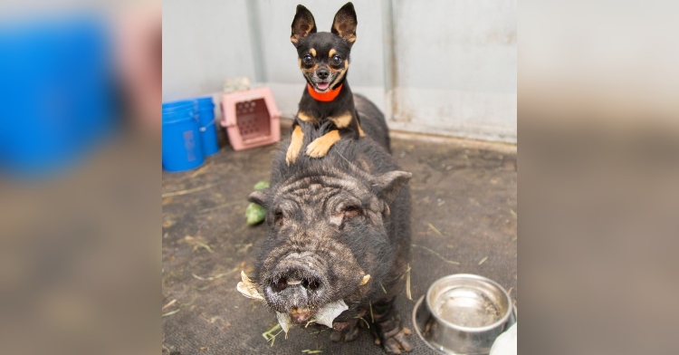 timon the dog smiling as he sits on top of pumbaa the pig's back. pumbaa is standing as he eats.