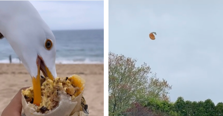 two-photo collage. on the left there is a picture of a seagull stealing a burrito and on the right there is a picture of a parody of a seagull flying high with a pizza.