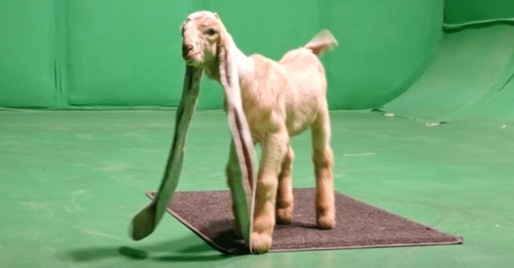 simba the goat walking on a green floor with a green backdrop.