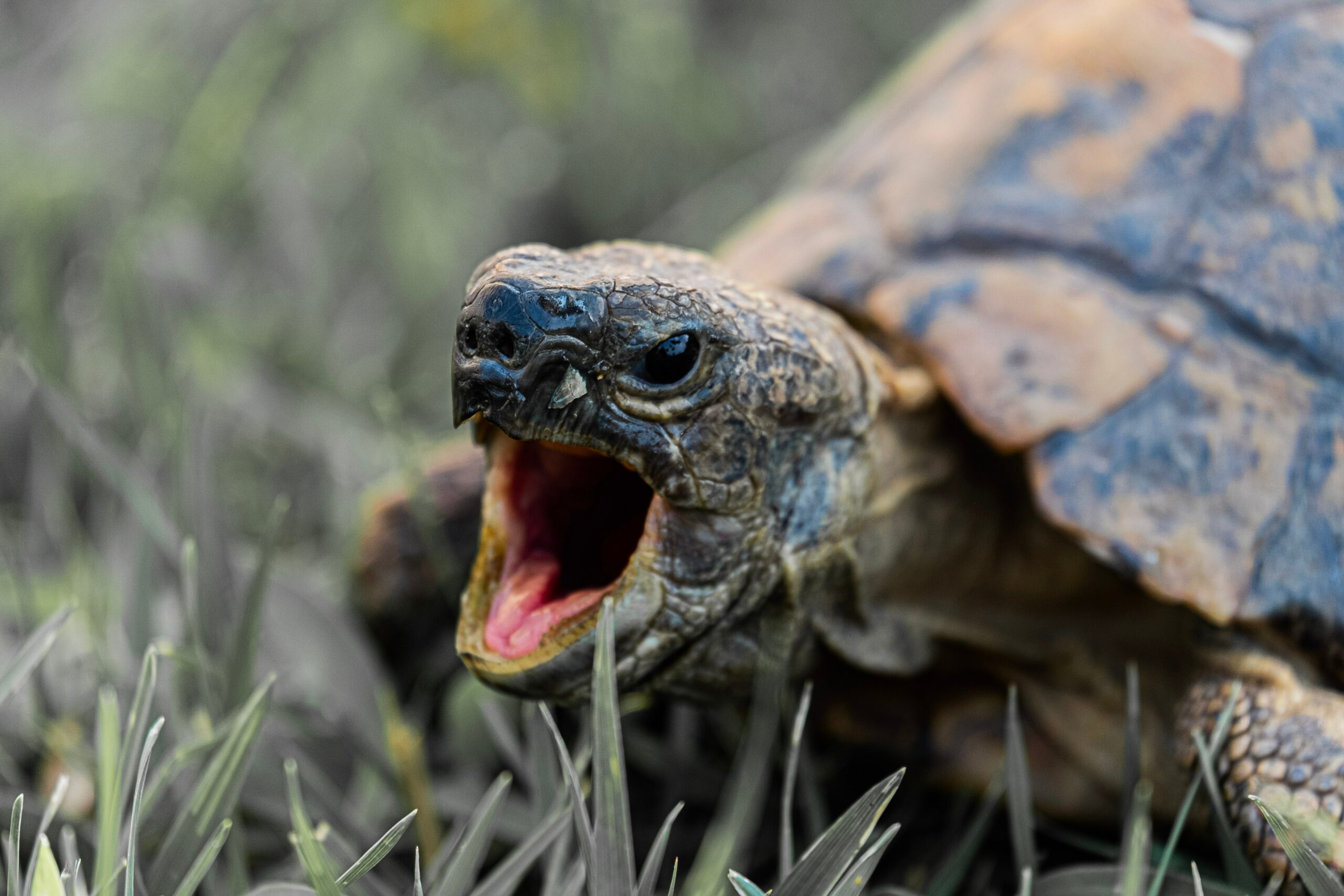 tortoise generic photo