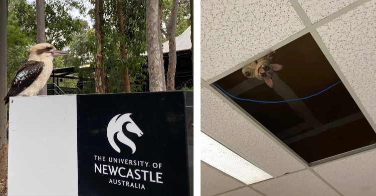 a two-photo collage. the first is of a bird perched on a university of newcastle australia sign. the second is of a brush-tailed possum smiling as it looks down from an open ceiling tile.