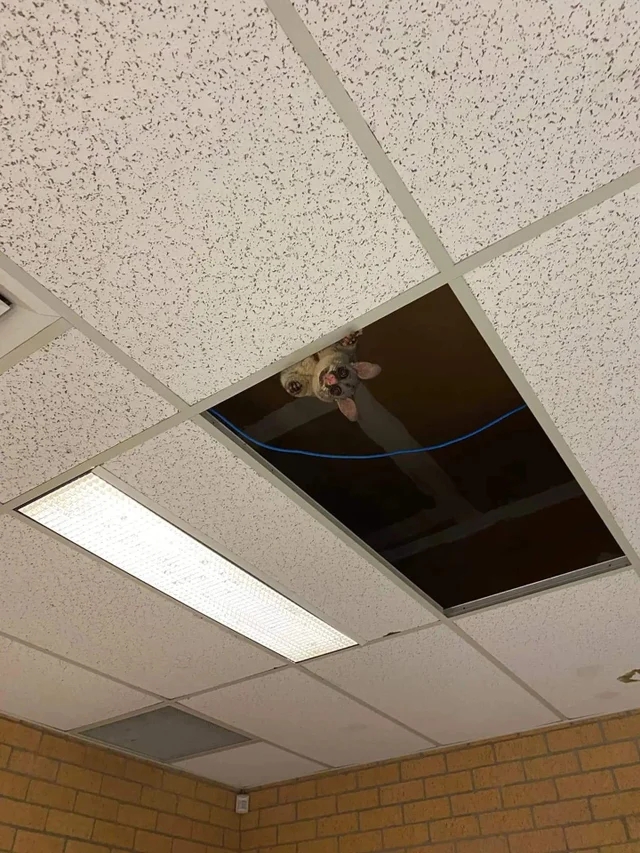 a possum peaking down from a roof
