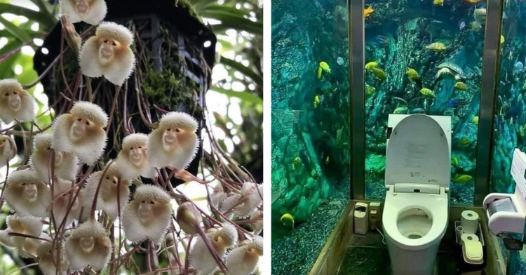 two-photo collage. on the left there is a picture of an exotic plant that looks like it has baby monkeys. on the right there is a picture of an aquarium toilet in japan.