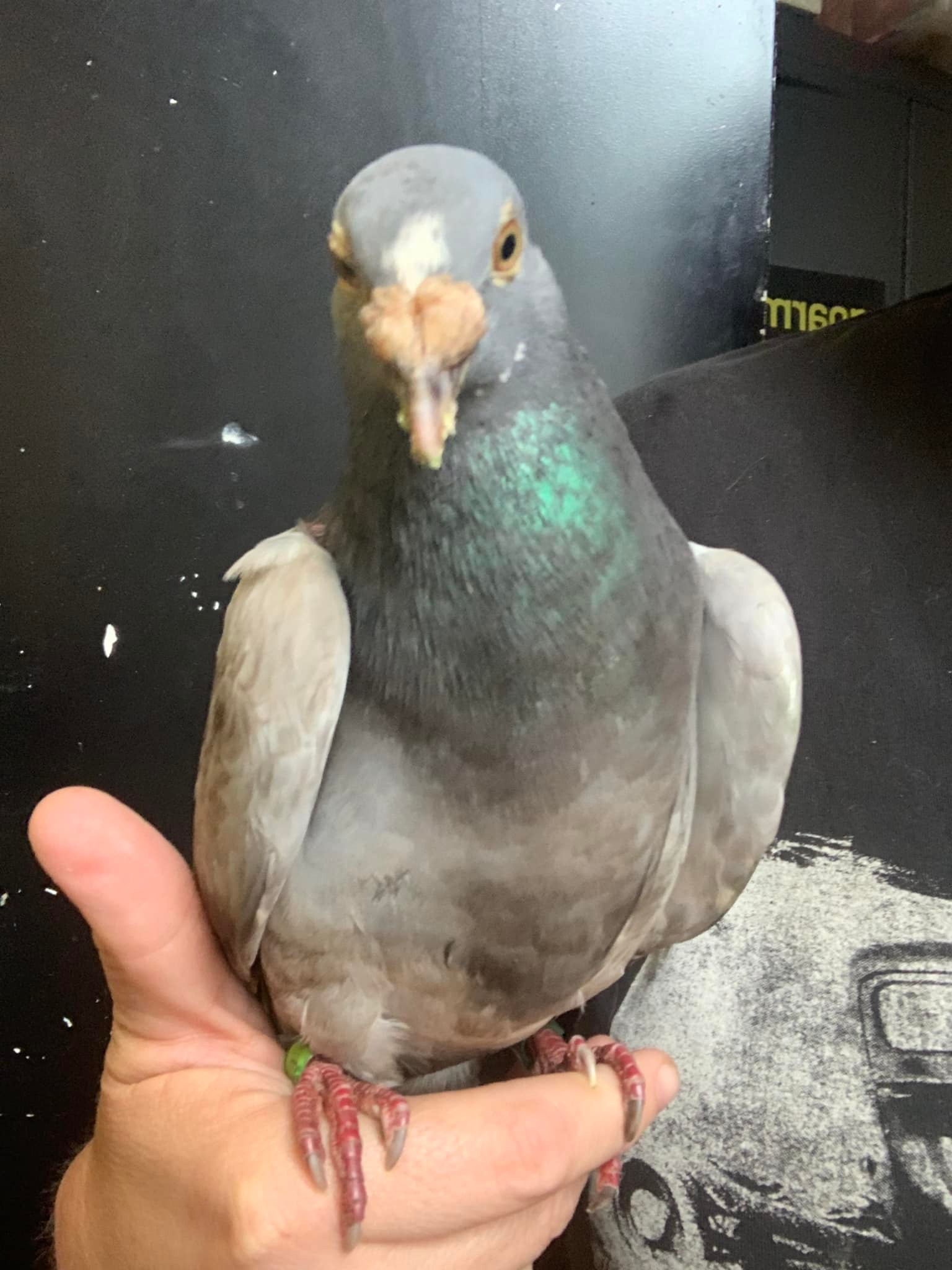 close-up of bob the lost homing pigeon  sitting on someone's finger.