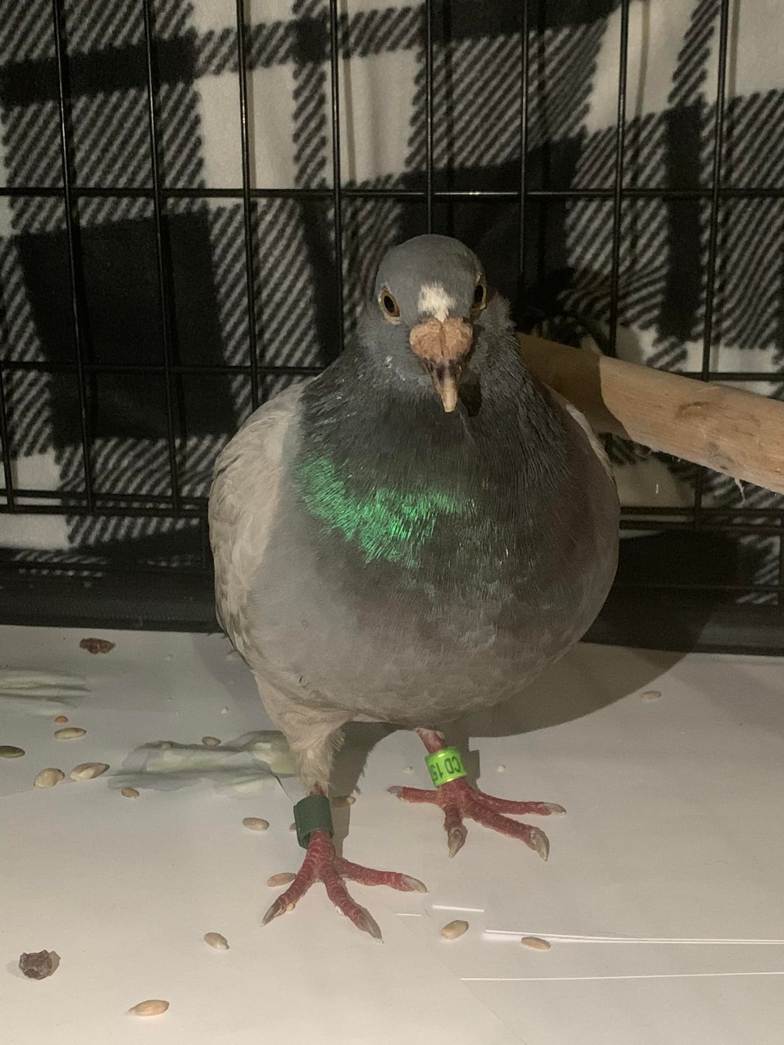 bob the homing pigeon standing outside of a cage with bird food scattered around his feet.