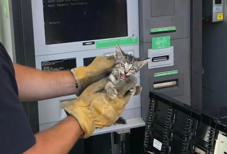 firefighter holding "cash" the kitten who was stuck on the atm machine.