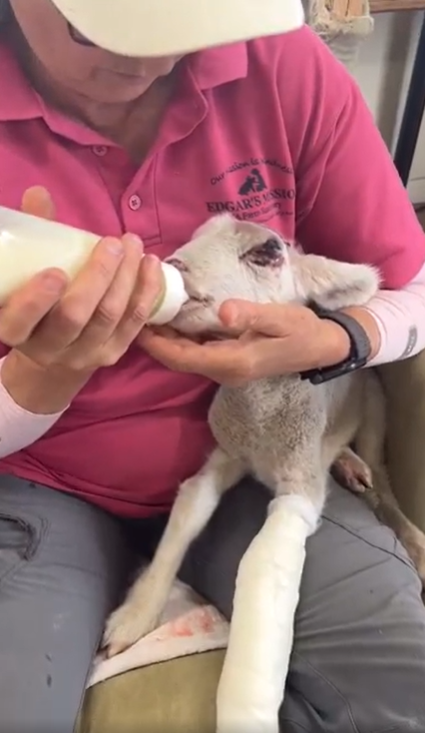 a woman feeding a baby lamb
