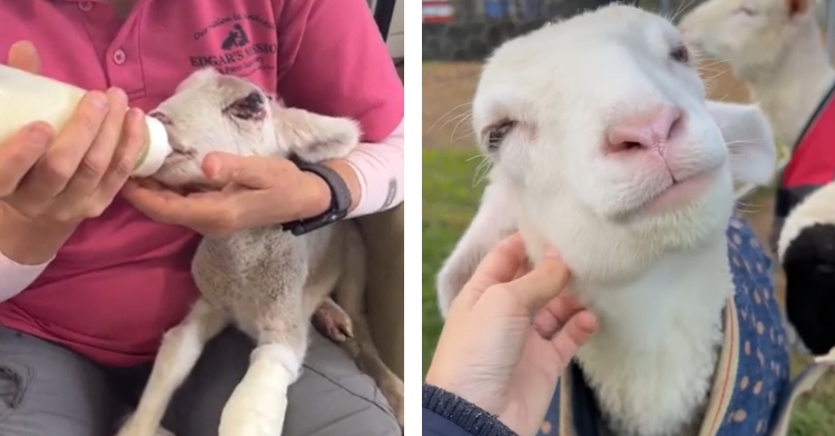 two-photo collage. constable sam being fed as a baby, and on the right a picture of constable sam looking older and in better health