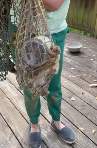 baby fox in a net