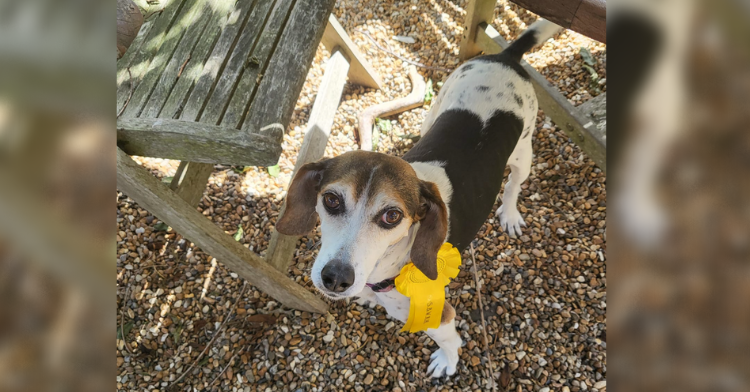 bonnie the beagle showing off her third place rosette