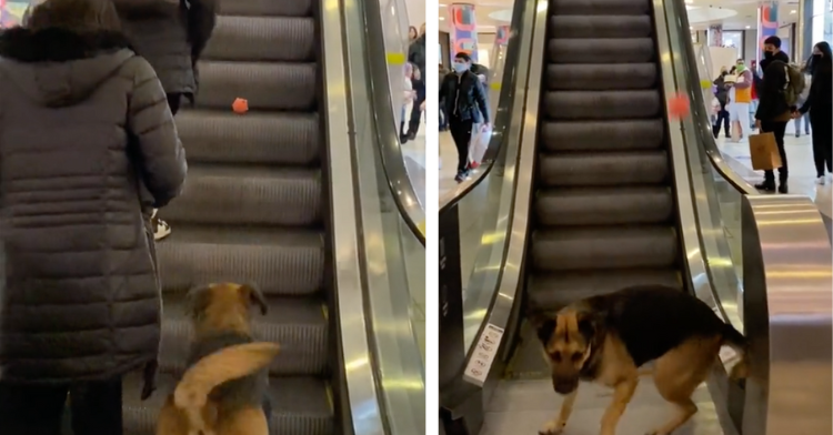 Genius Dog Finds A Way To Play Fetch Inside A Shopping Mall — And It's ...