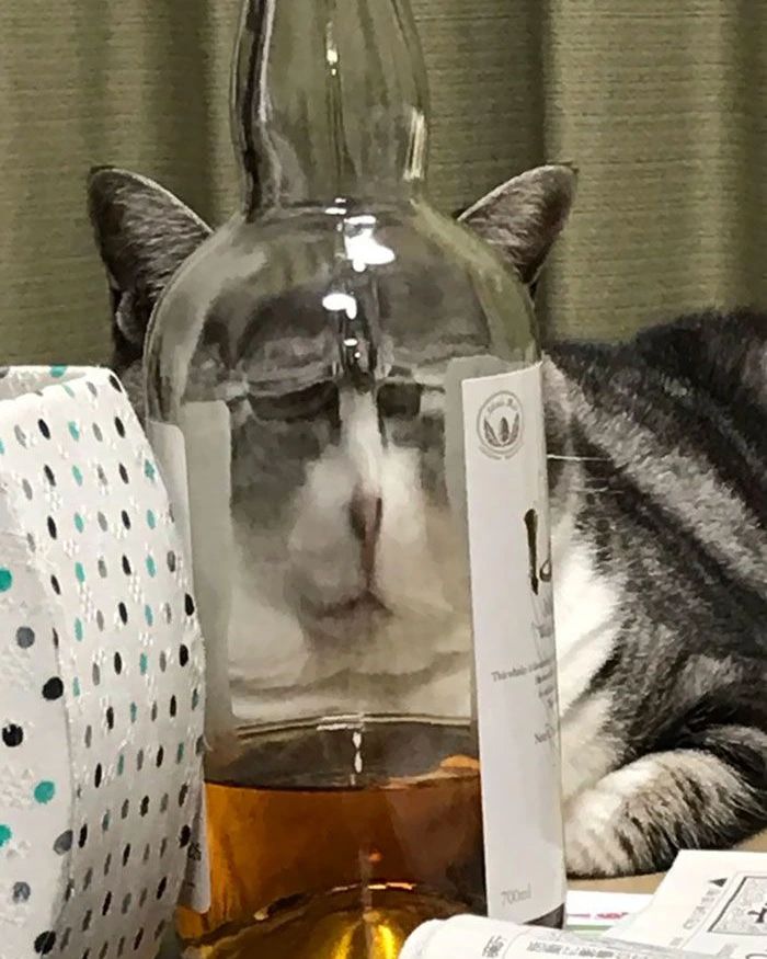 A cat's face distorted when viewed through a bottle