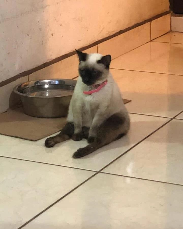 a cat sitting and looking depressed next to their bowl