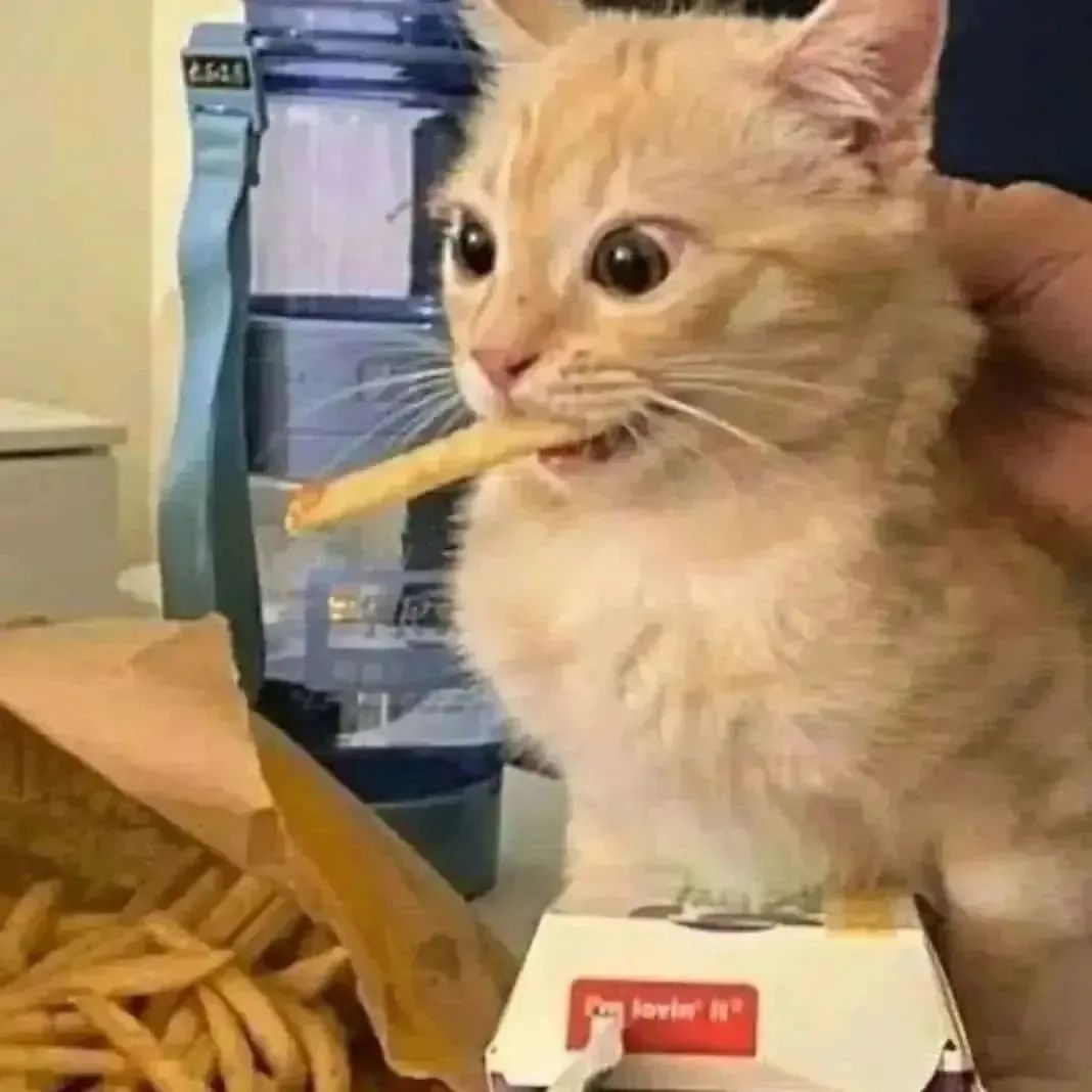 a cat with a wild look in its eyes as it chomps on a french fry