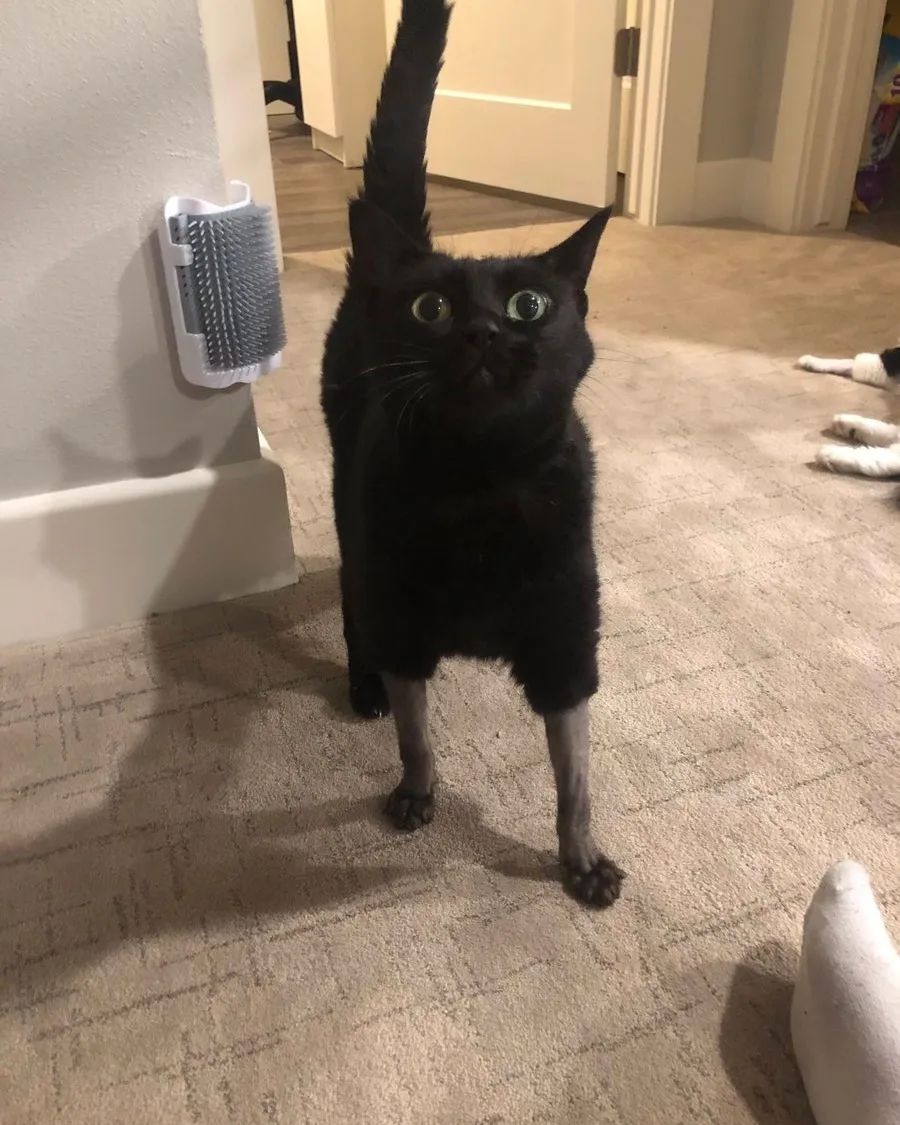 a cat with partially shaved front legs that makes it look like they're wearing pantaloons