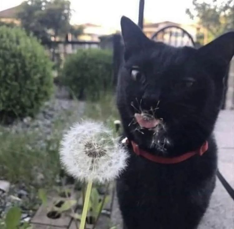 Cat with dandelion stuff stuck to his snout