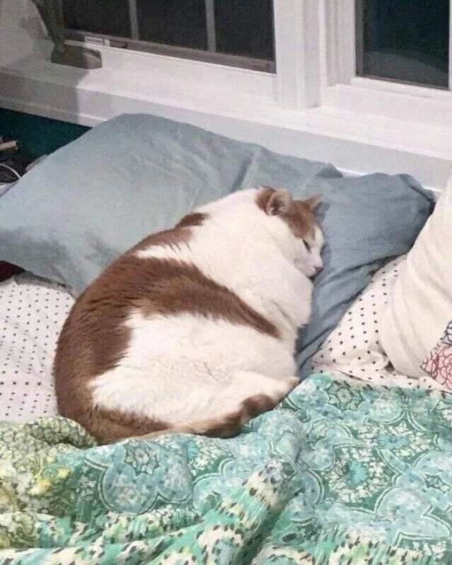 a fat cat curled up on a bed in the shape of an egg