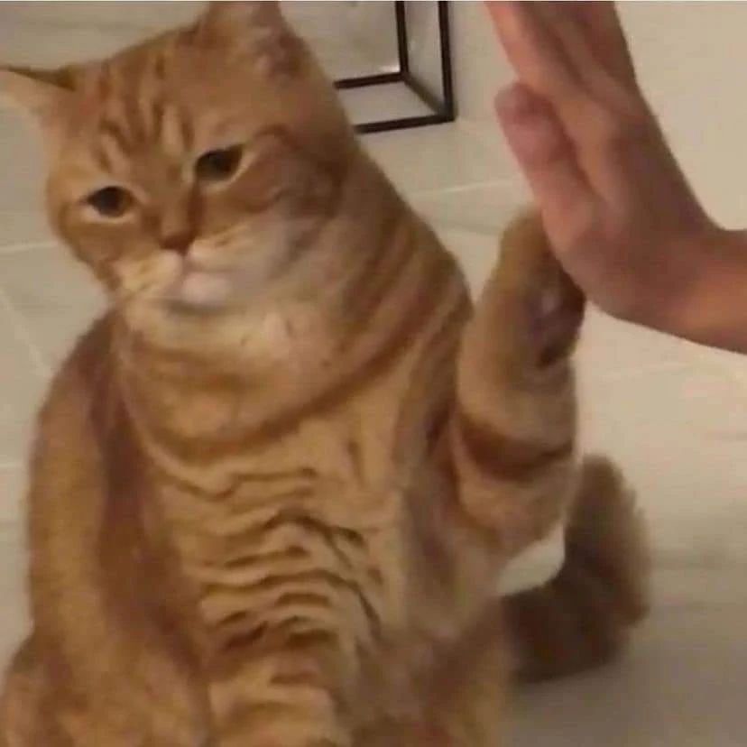 a cat looking forlorn while high-fiving someone