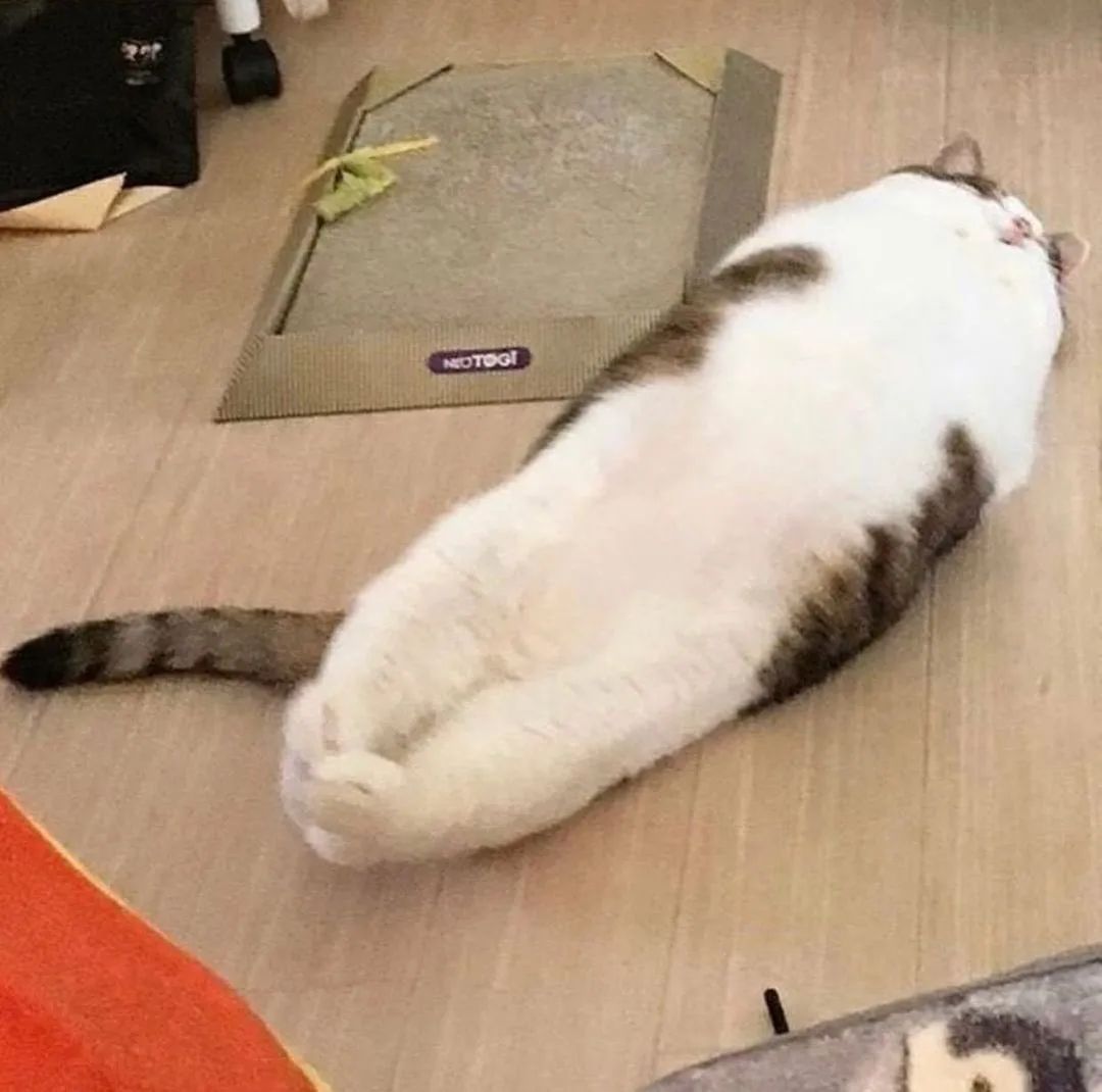 a cat stretched out in a baguette shape