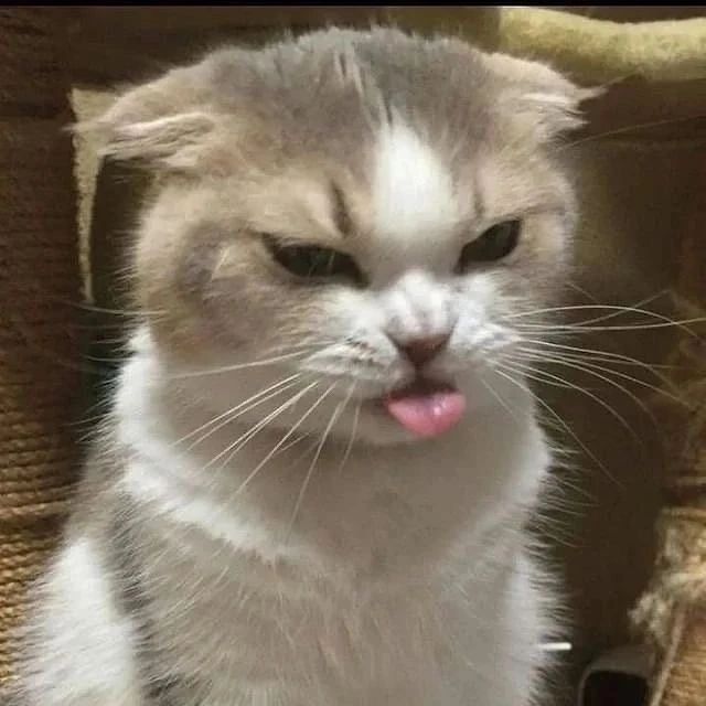 a cat glaring while sticking its tongue out