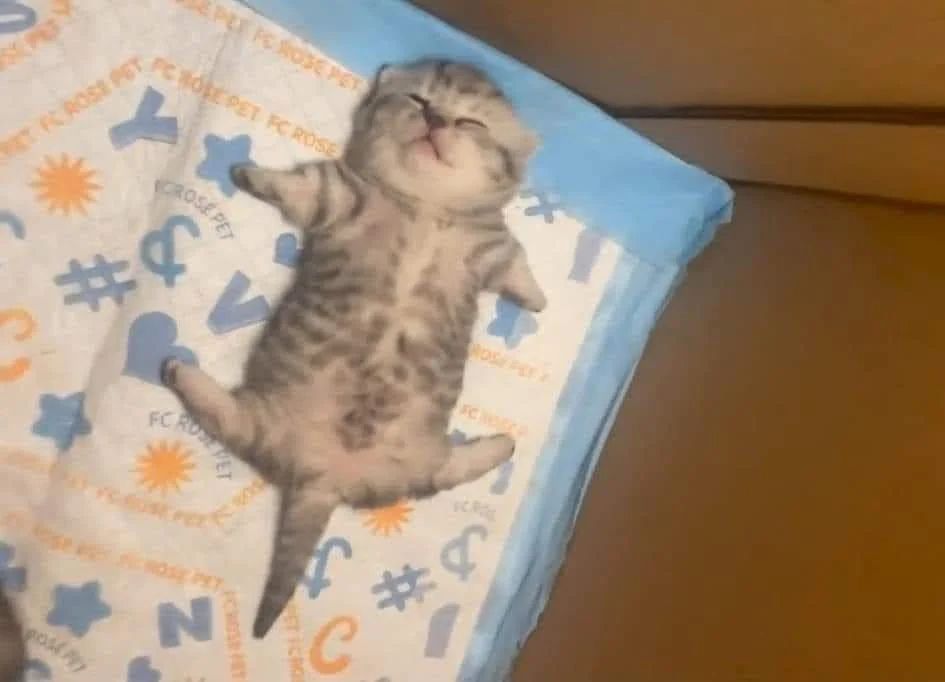 a kitten spread out flat on its back with its legs at its sides