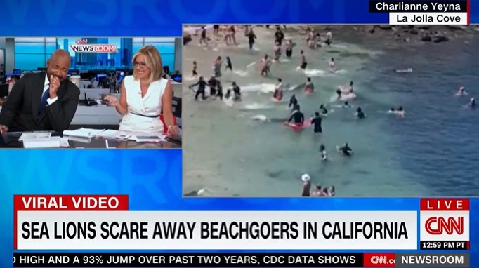 screenshot of victor blackwell and alisyn camerota hosting "cnn newsroom." on screen next to them is a video playing of sea lions chasing beach goers. the title of the segment is on the screen: "sea lions scare away beachgoers in california."
