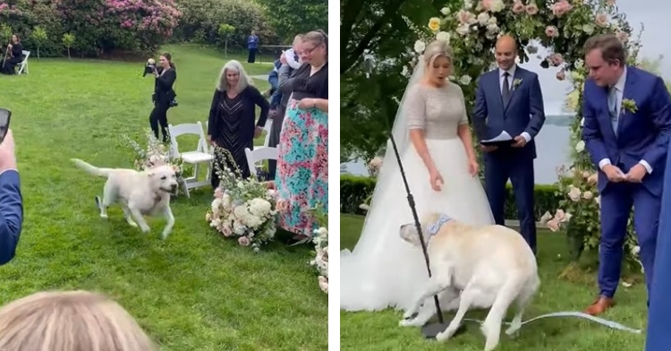 a two-photo collage. the first is of a lab named colonel running down an outdoor wedding aisle with guests watching him pass by. the second is of kate and drew gunio looking surprised at the aisle as they watch colonel run into one of the microphones for their ceremony.