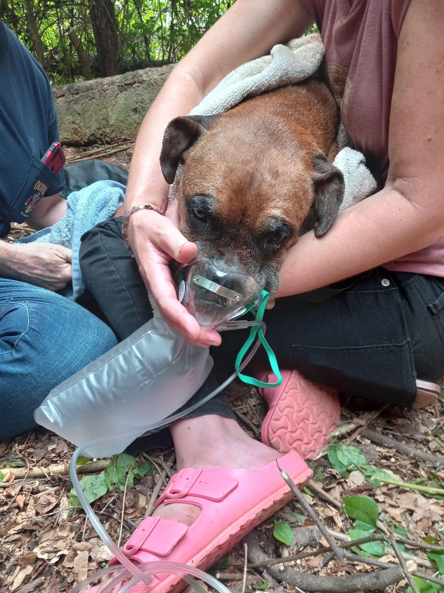 close up of dog that was just rescued from a well wearing an oxygen mask. 