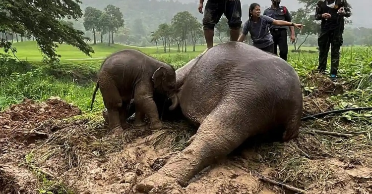 one-year-old elephant standing near her mom who is laying on the ground in thailand.
