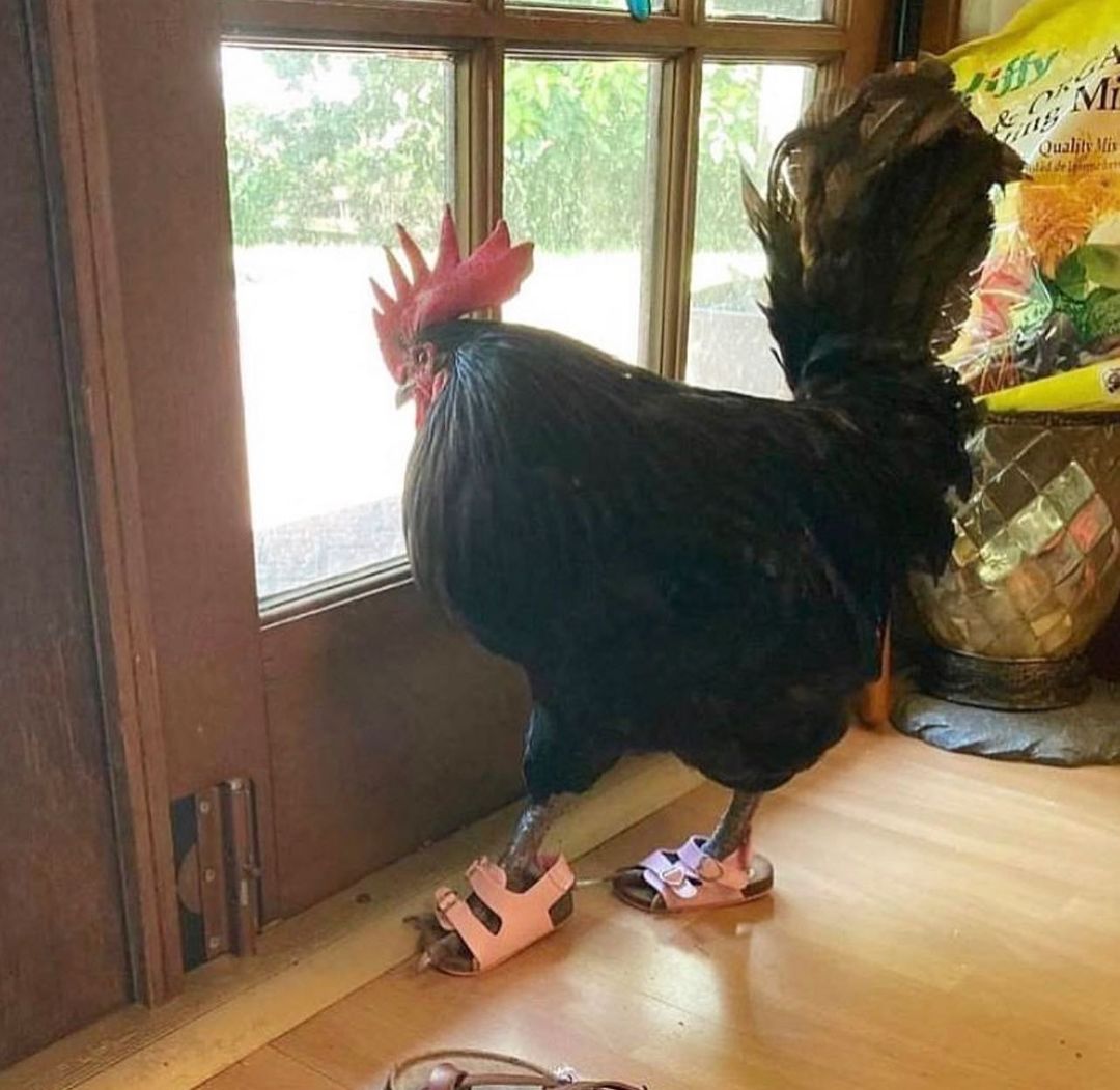 rooster wearing sandals