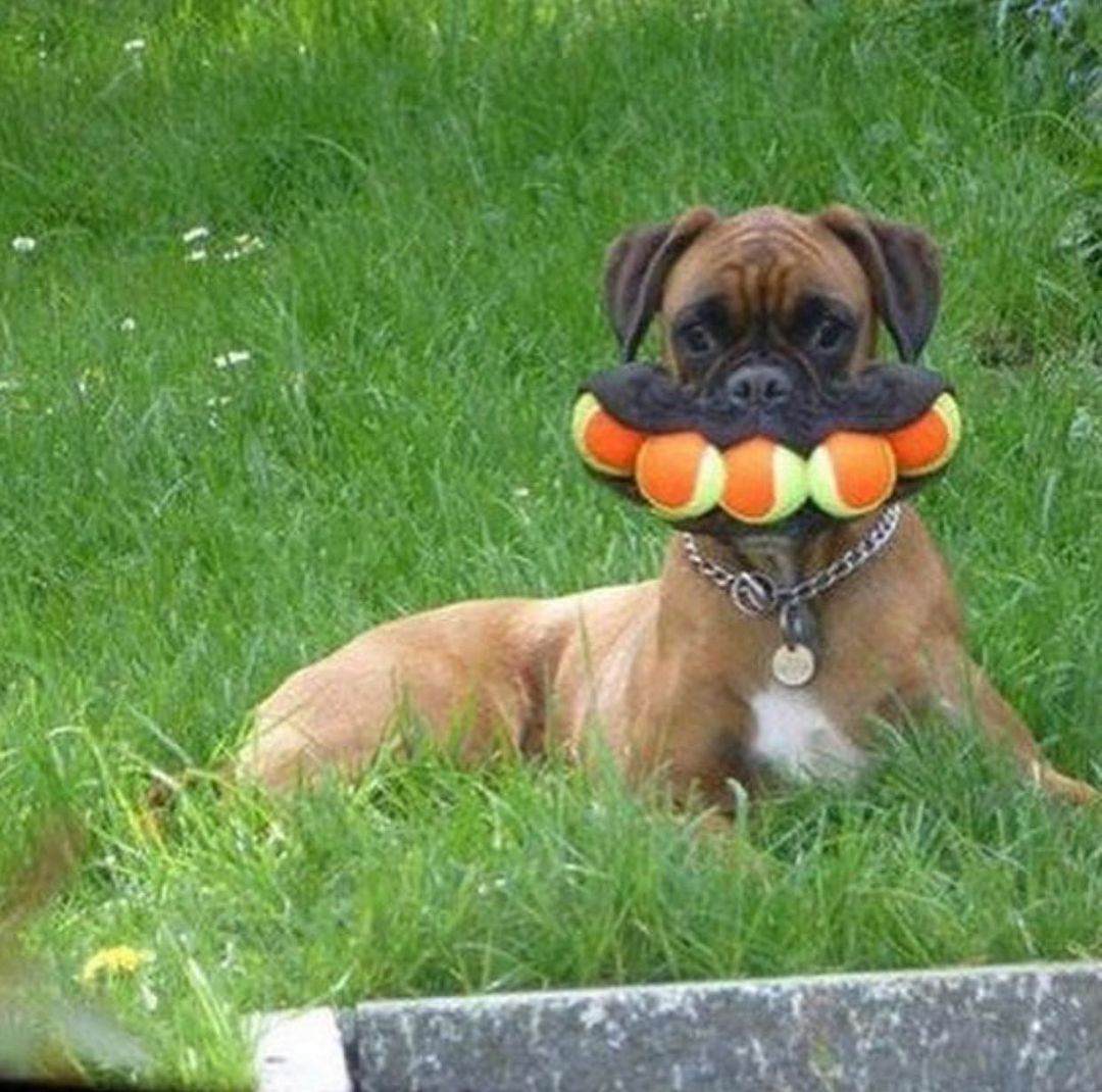 a dog with five tennis balls in their mouth at once looking proud of themselves