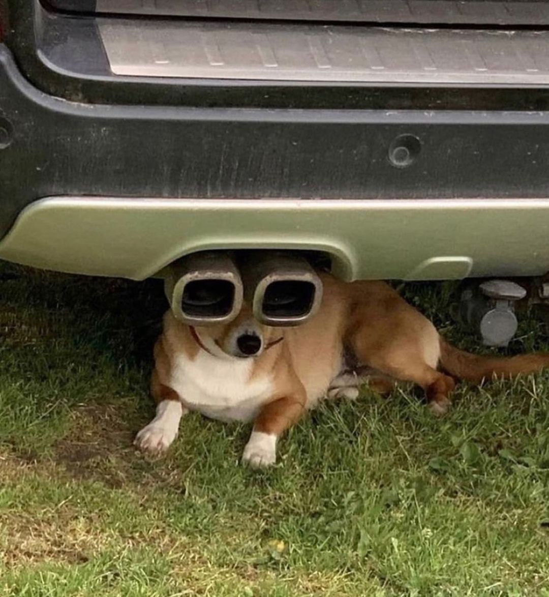 a dog sitting with their head behind the exhaust pipes of a car so it looks like they're looking through them like binoculars