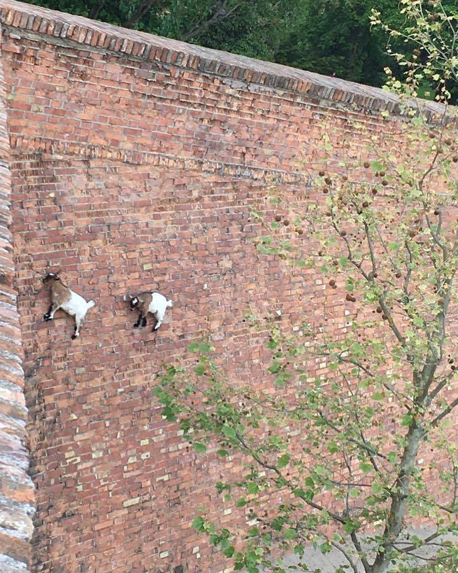 two goats climbing a tall brick wall