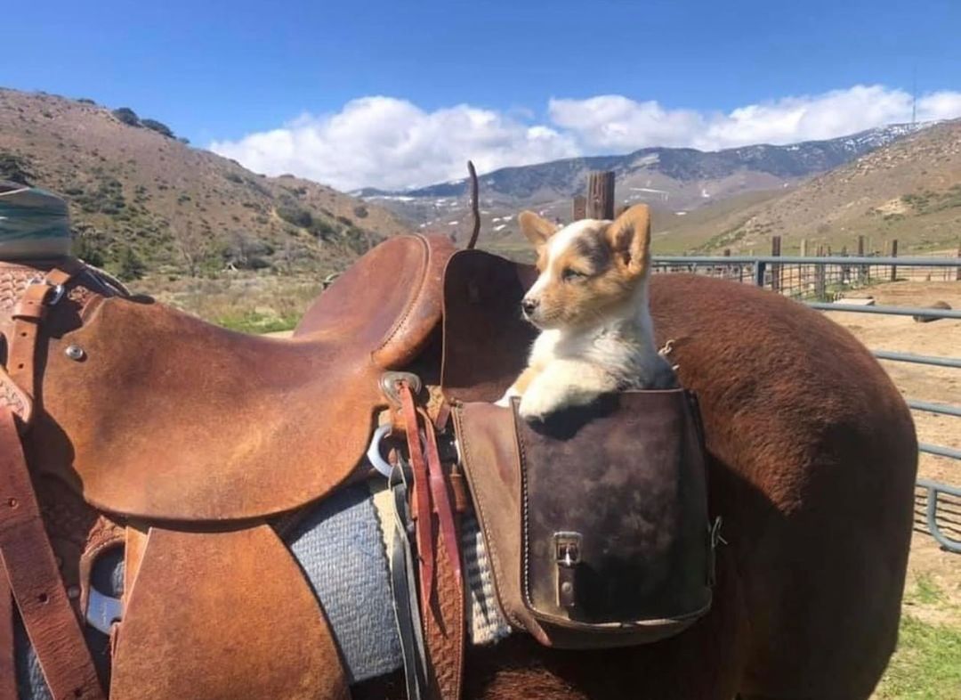 a content looking puppy sitting in a saddle bag