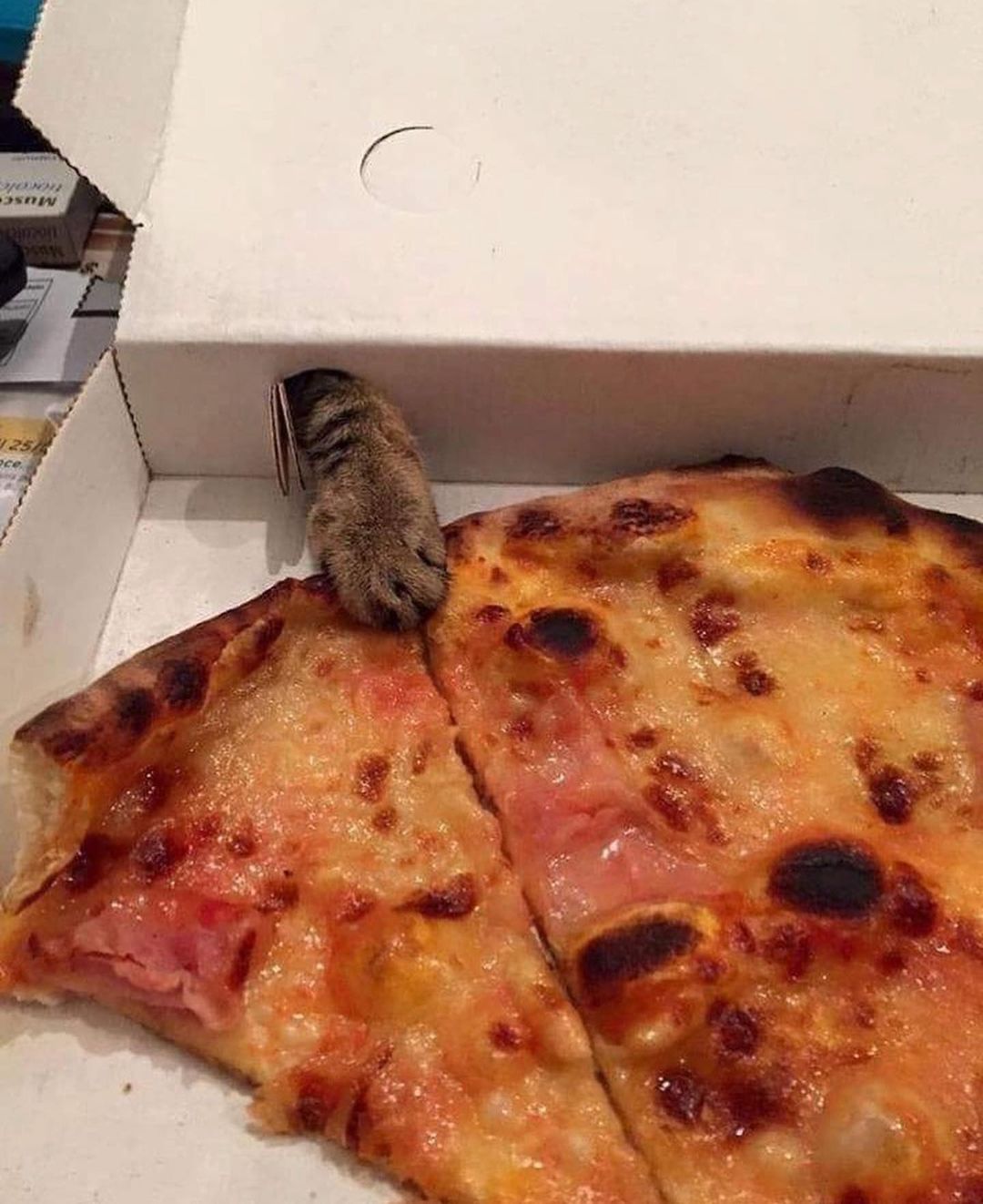 a cat paw reaching through the back of a pizza box, grabbing at a pizza