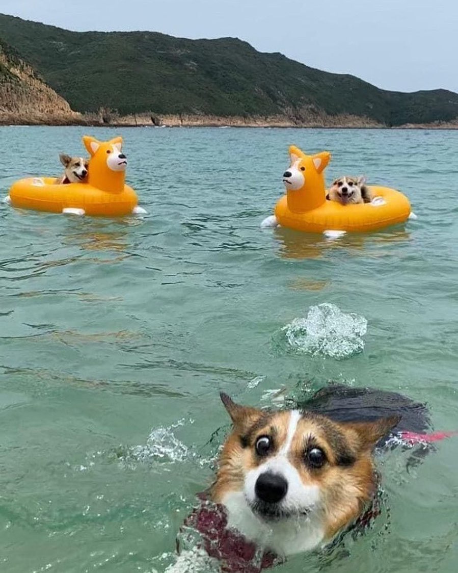 two smiling corgis in corgi floaties, another corgi looking distressed and swimming in the water