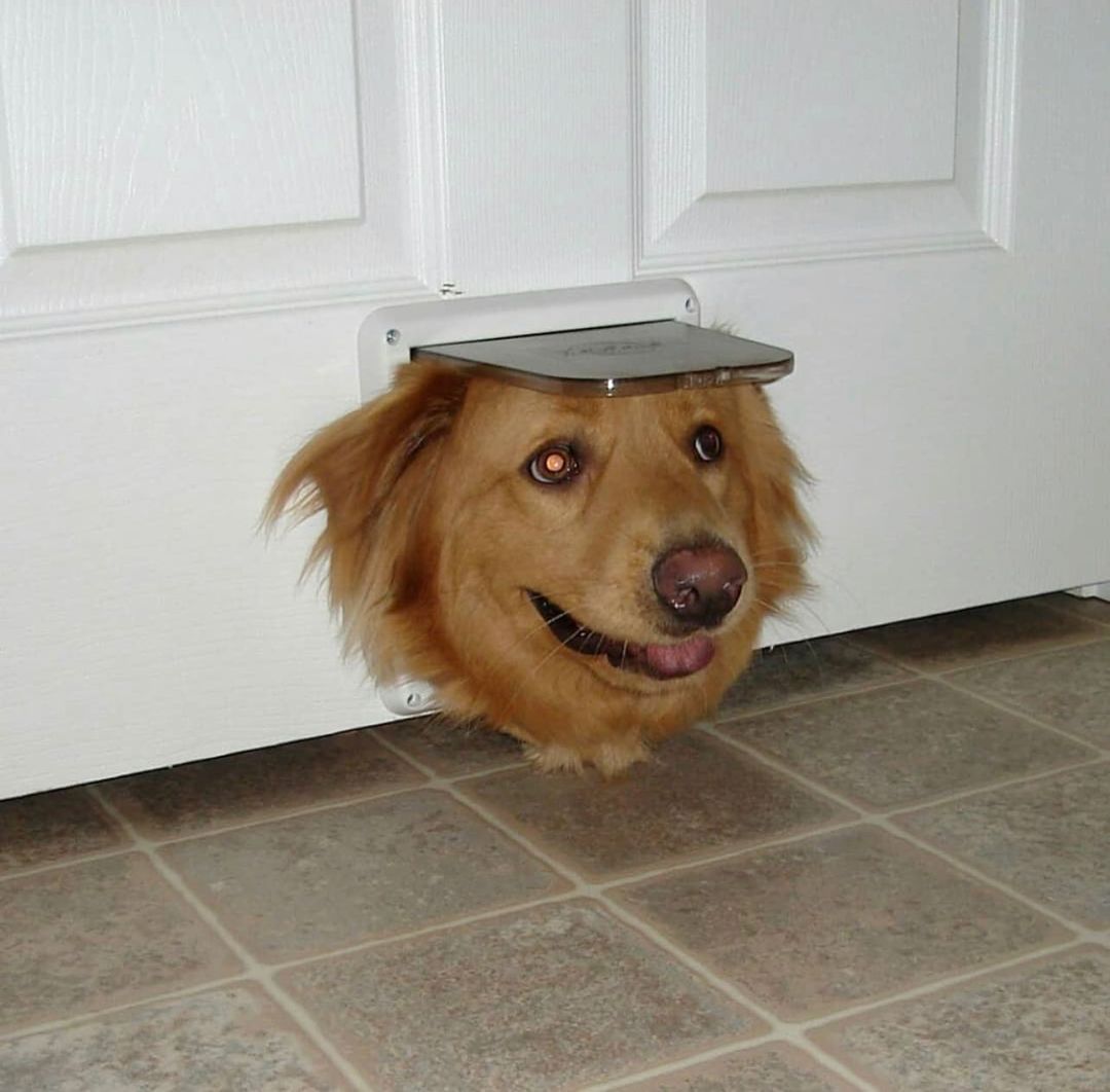 a large dog's head stuck in a small dog door