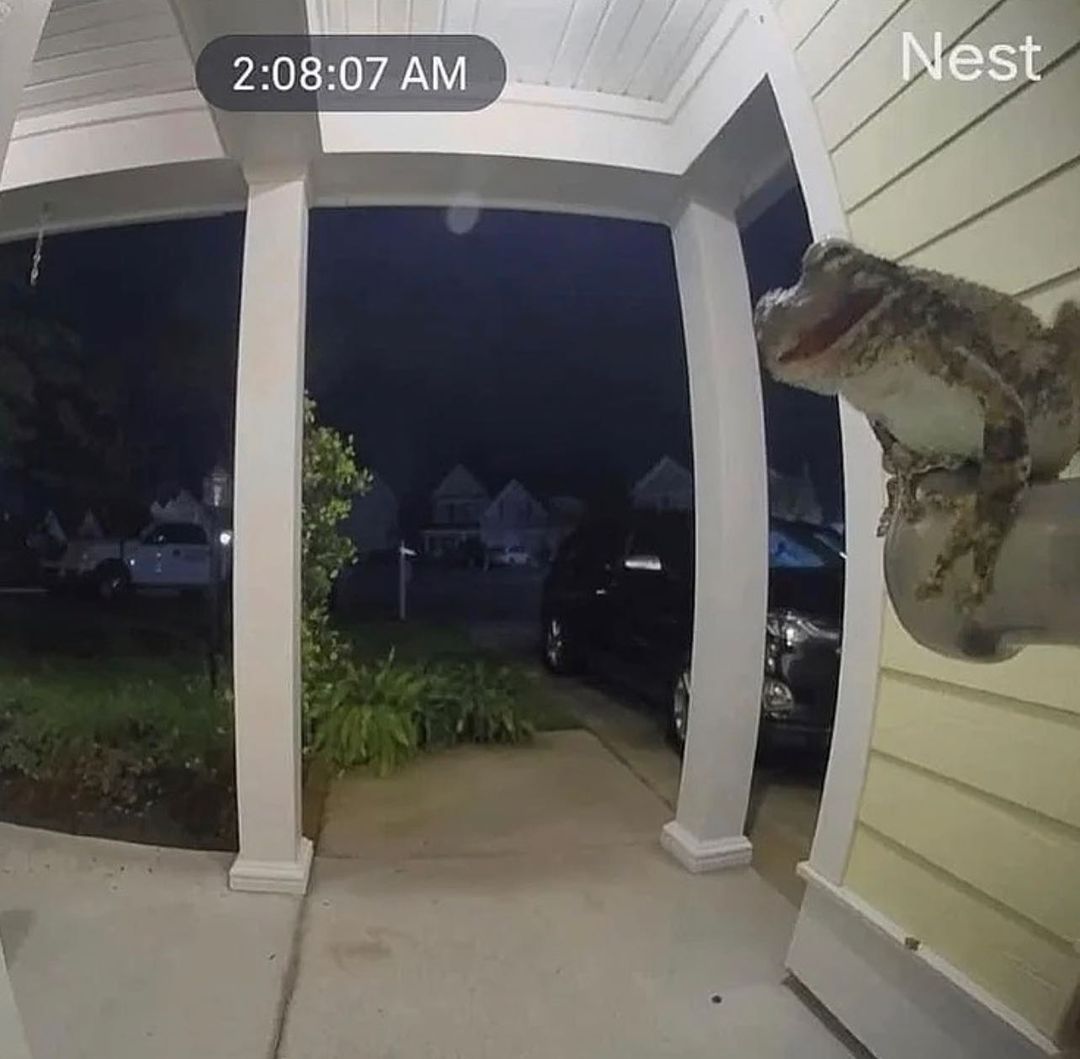 a nest camera image of a frog or toad perched on a doorknob