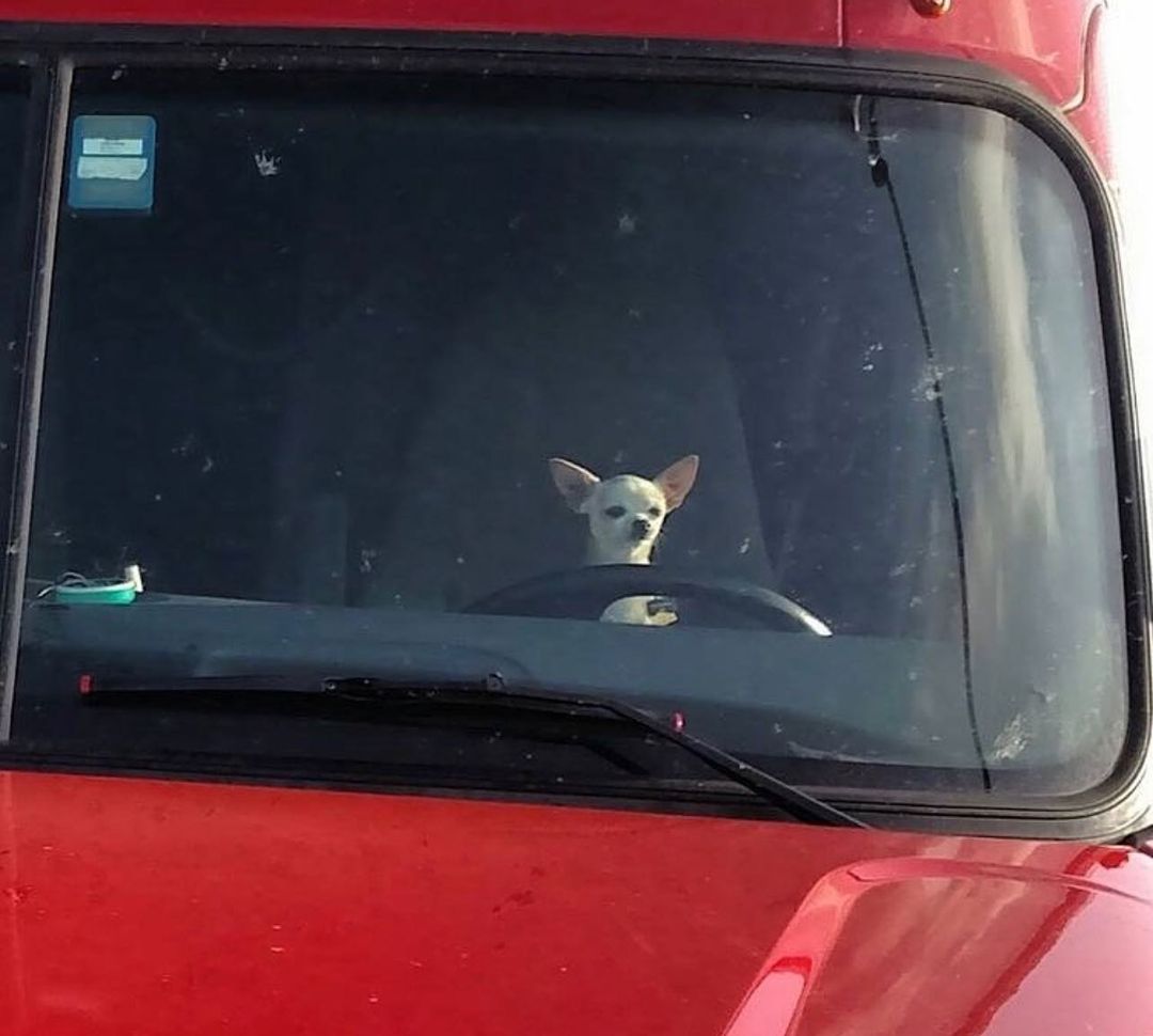 a chihuahua sitting behind the steering wheel of a truck