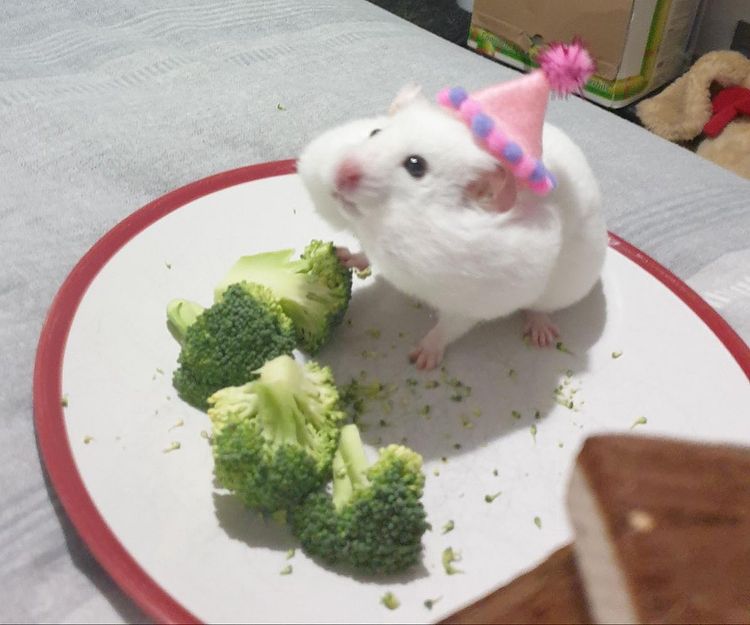 a hamster wearing a party hat with cheek pouches stuffed full of broccoli and sitting on a plate of broccoli